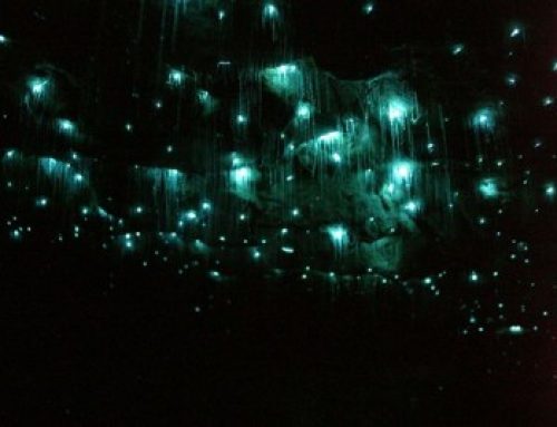 Mt Tamborine Glow Worms