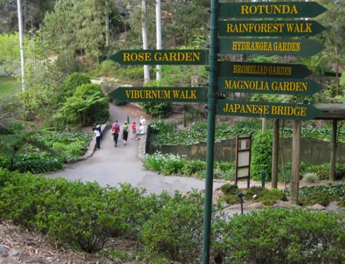 Mt Tamborine Rainforest Skywalk