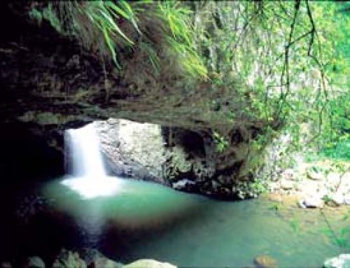 Springbrook